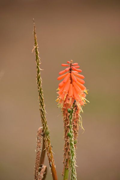 Oranje bloem van dichtbij van Nicolette Vermeulen