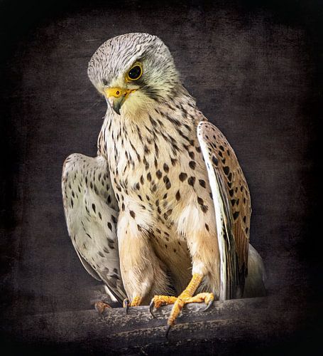 Roofvogel donkere achtergrond