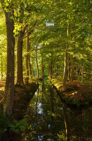 Sunrise in the forest (Netherlands) by Marcel Kerdijk
