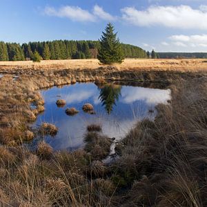 Hoge Venen sur Miranda Bos