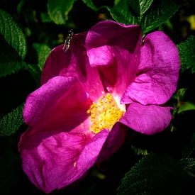 Roze bloem sur Jane Changart