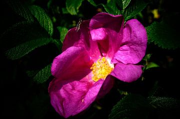 Roze bloem van Jane Changart
