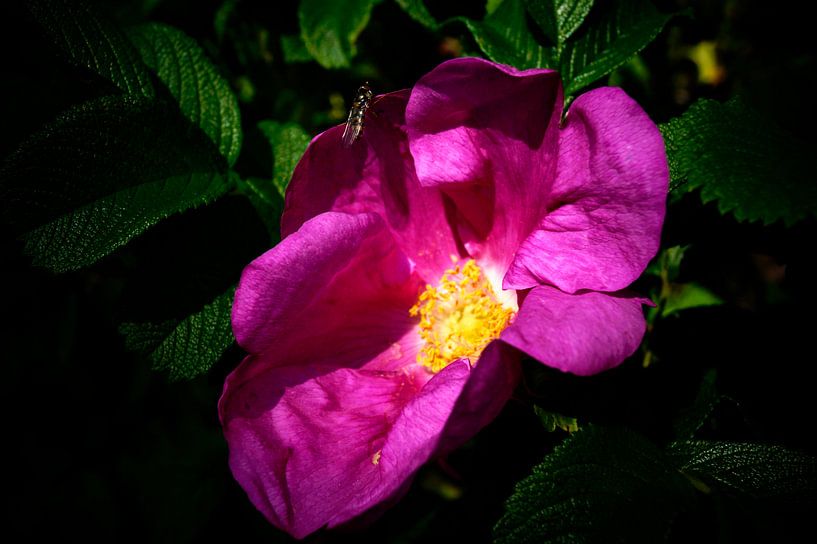 Roze bloem by Jane Changart
