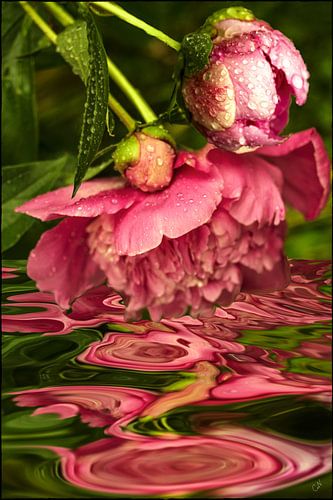 Pinksterwater III van Christine Nöhmeier