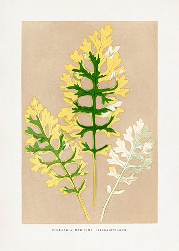 Illustratie van het blad van Cineraria maritima ‘Fairbairnianum’