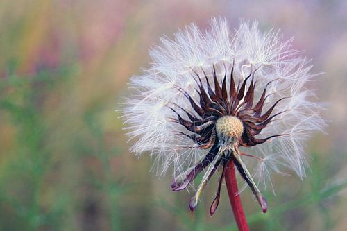 Fished Flowering