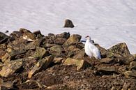 Spitzbergen Schneehuhn von Merijn Loch Miniaturansicht