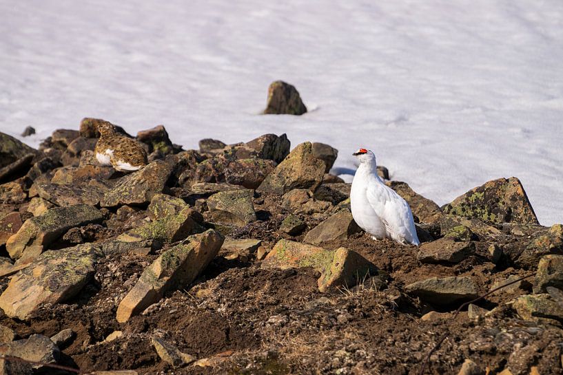 Spitsbergen Sneeuwhoen van Merijn Loch