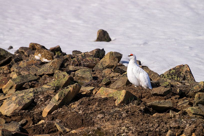 Spitzbergen Schneehuhn von Merijn Loch