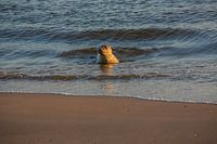 Jonge zeehond begroet de avondzon aan het strand, met nieuwsgierige blik en glanzende vacht, dobberend in het kalme water van de Noordzee.