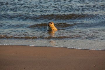 Jonge zeehond begroet de avondzon aan het strand, met nieuwsgierige blik en glanzende vacht, dobberend in het kalme water van de Noordzee. van byphotographyms