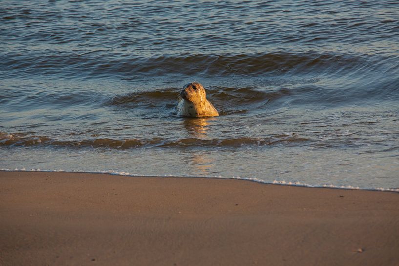 Ein junger Seehund begrüßt die Abendsonne am Strand, mit neugierigem Blick und glänzendem Fell, währ von byphotographyms