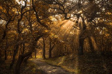 Zonnestralen in het herfstbos van Peter Korevaar