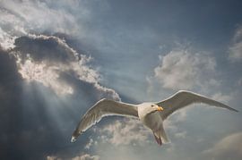 Möwe von Dieter Beselt