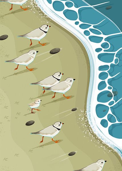 Piping plovers Pursue Coastline by Eduard Broekhuijsen