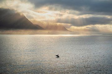 Baleine sautant sur la côte Hermanus en Afrique du Sud sur Thea.Photo