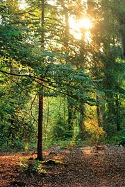 roe von Saskia Toonen