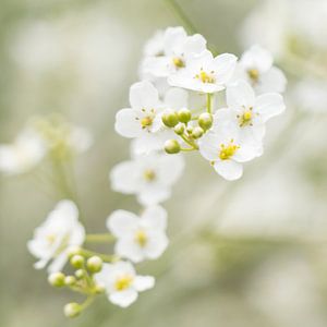 Fleurs de crambe ou de chou de mer