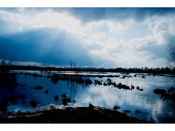 Oisterwijkse Vennen sur Angela Van den Berg