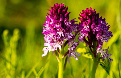 In delicate bloom - quiet beauties in the meadow