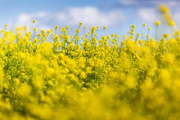 Lente Geel sur Joep Oomen