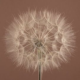 Mokka-Mousse mit leicht cremig-beigem Tragopogon von Marjolijn van den Berg