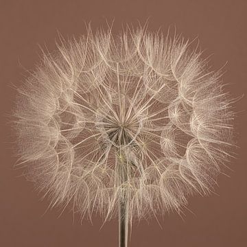 Mocha Mousse met een lichte crème beige Tragopogon van Marjolijn van den Berg
