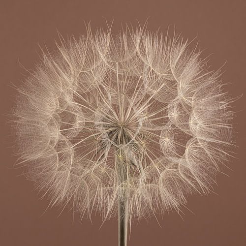 Mocha Mousse met een lichte crème beige Tragopogon