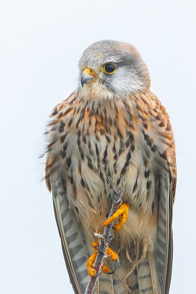 Torenvalk 01 van Ruud Peters
