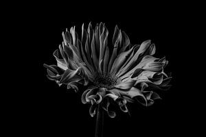 Stilleven van een bloem in zwart wit van Steven Dijkshoorn