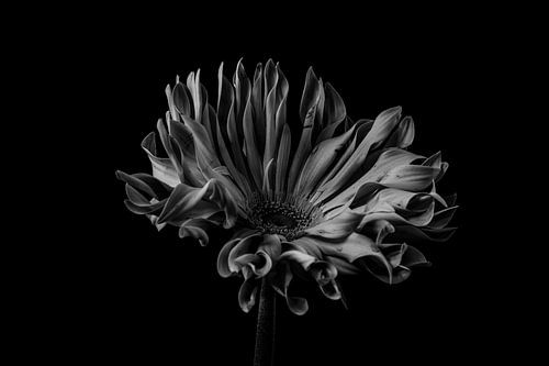 Stilleven van een bloem in zwart wit