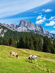 Blick auf die Litzlalm mit Kühen in Österreich