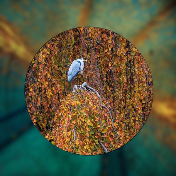 Heron in tree by Carla van Zomeren