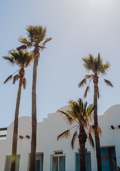 Palm trees in vintage colours by Kiki Multem