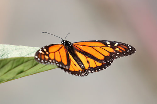 Monarch-Schmetterling