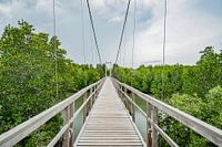 The Mangrove Forest in Chumphon
