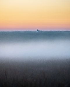 Edelhert in een sfeervol landschap - 3