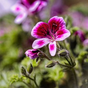 Geranium van Rob Boon