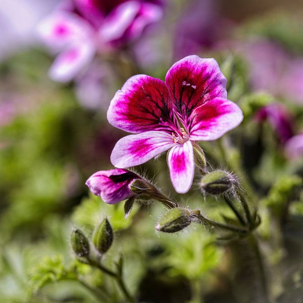 Geranium by Rob Boon