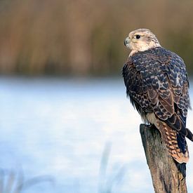 Shrike valk van Diane Jordan
