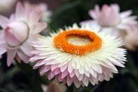 White flower