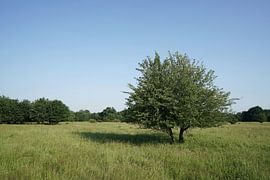Wild pear in Herrenkrug park near Magdeburg by Heiko Kueverling