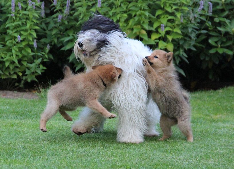 Playing dogs by Maja Smits