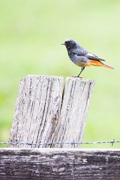 De zwarte roodstaart van Danny Slijfer Natuurfotografie