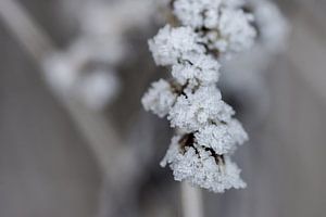 ice crystals