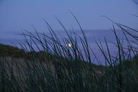Marram grass on Dutch beach dune in the evening