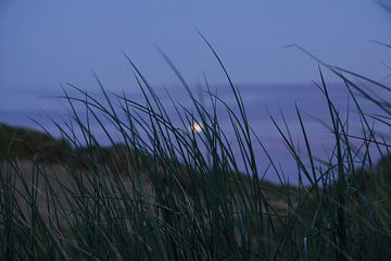 Strandhafer auf der holländischen Stranddüne am Abend von Peter van Weel