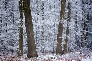 winterbomen, een bos in Drenthe van Karijn | Fine art Natuur en Reis Fotografie