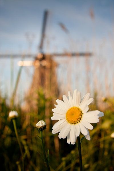 Gänseblümchen mit Mühle. von Halma Fotografie