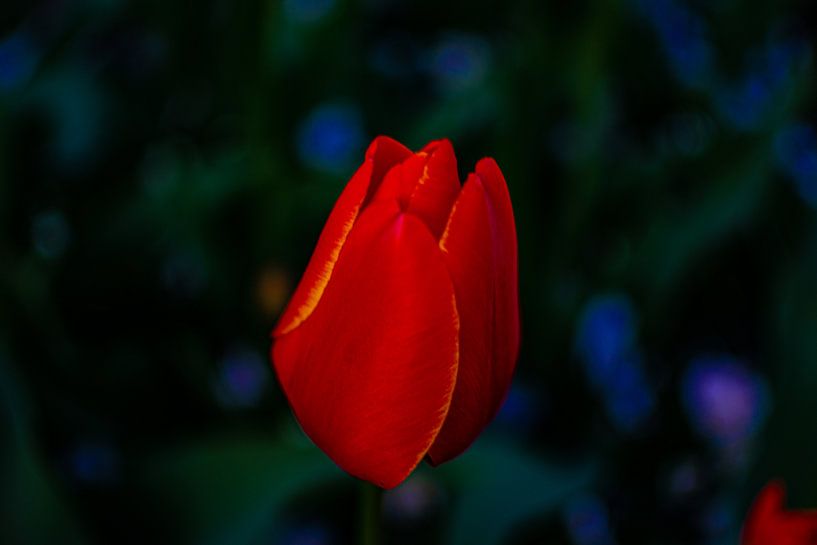 Tulip by Tim Moeremans